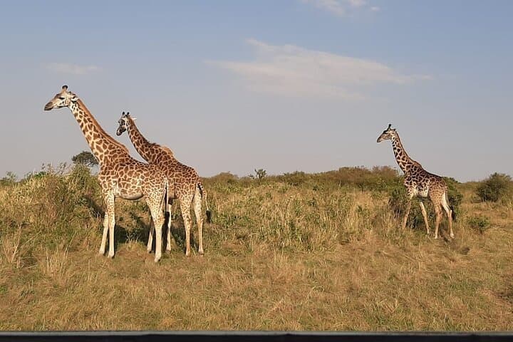 6 Days maasai mara - Lake Nakuru -Amboseli Group safari