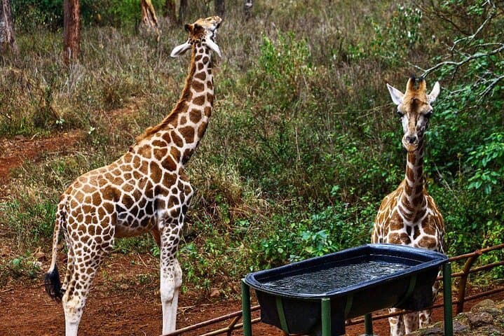Nairobi National Park safari Experience
