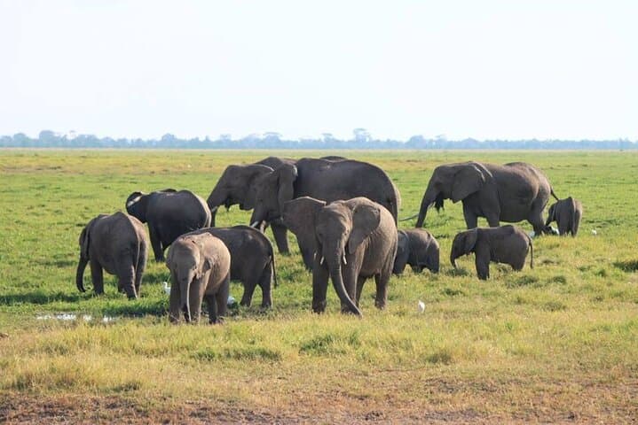 6-Day Masai Mara, Lake Nakuru and Amboseli Safari