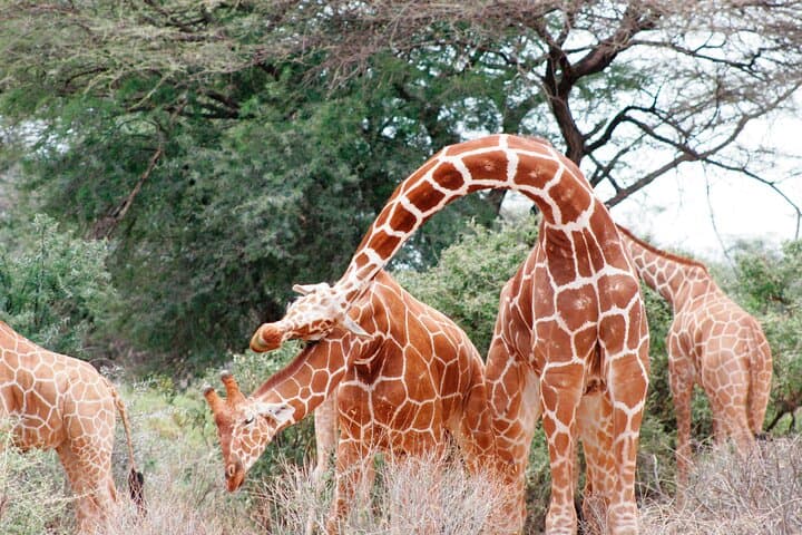 3-Day Samburu Luxury Safari