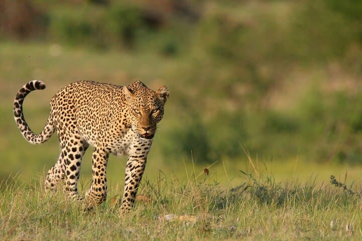 3-Day Samburu Luxury Safari