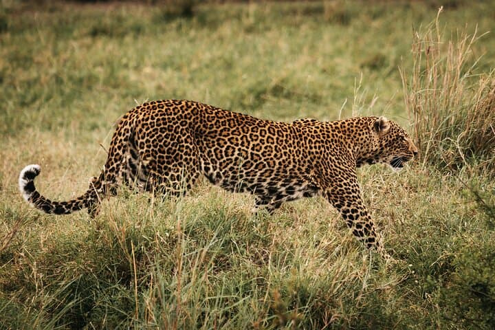 4-Day Maasai Mara and Lake Nakuru Safari from Nairobi
