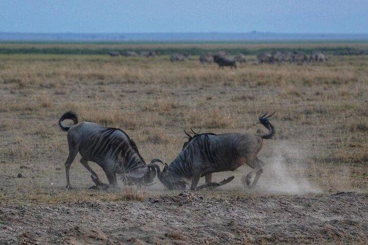 3-Day Amboseli National Reserve Safari from Nairobi