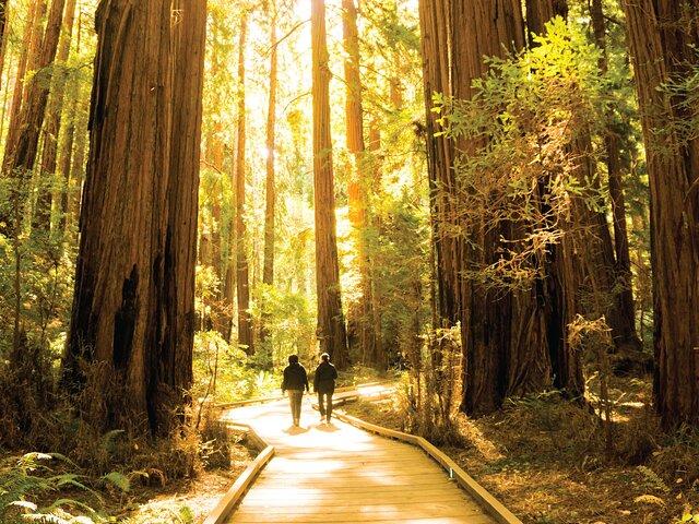 Muir Woods & Sausalito Tour