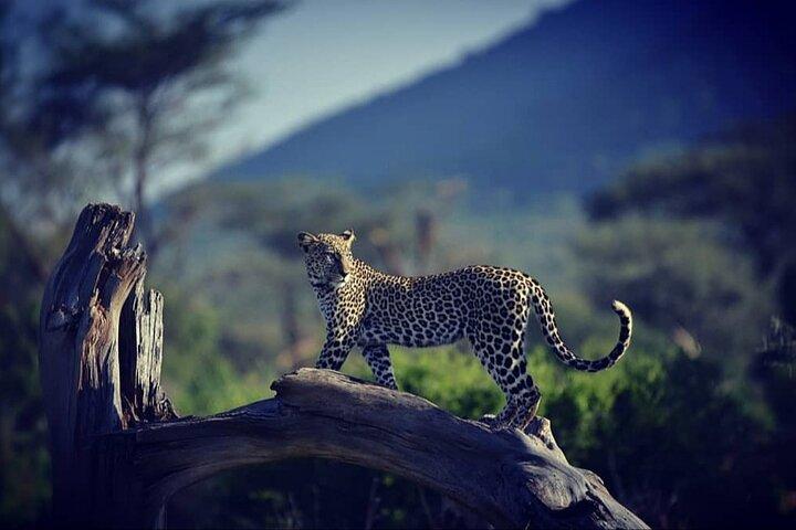 10 -Days Best of Kenya and Tanzania Classic Safari
