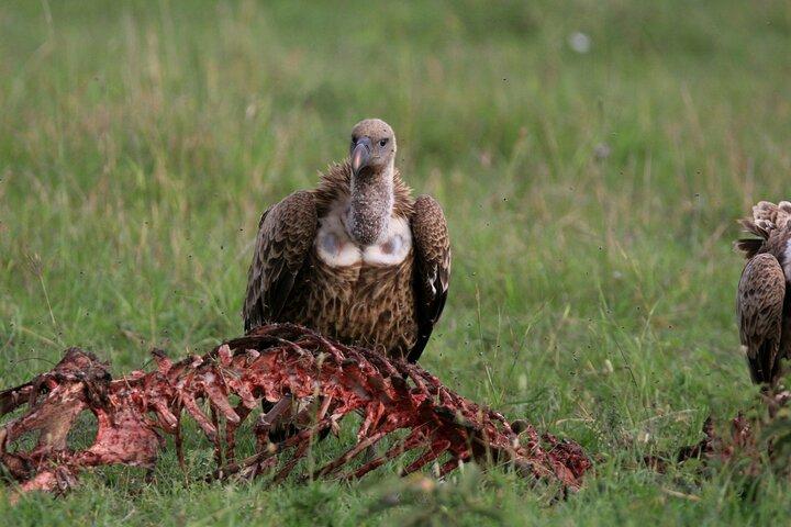 2-Day Masai Mara Luxury Safari