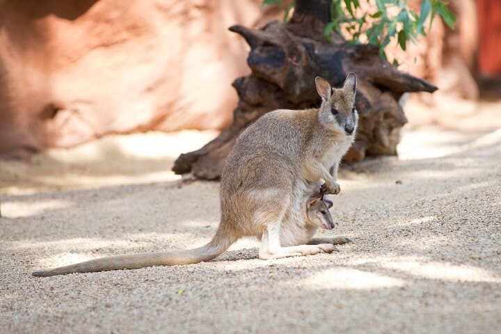 WILD LIFE Sydney Entrance Ticket