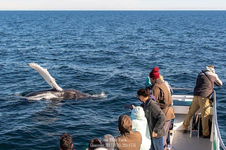 Whale Watching Trips to Stellwagen Bank Marine Sanctuary. Guaranteed sightings!