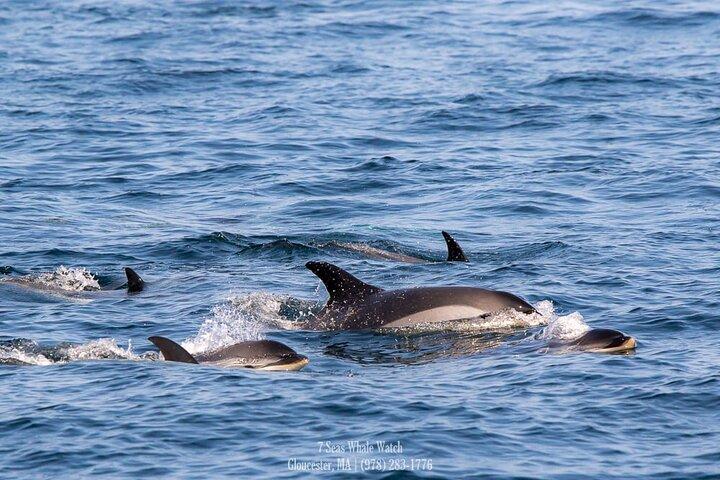 Whale Watching Trips to Stellwagen Bank Marine Sanctuary. Guaranteed sightings!