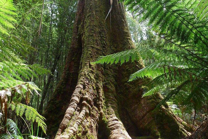 Hobart: Mt. Field, Mt Wellington & Wildlife - Active Day Tour