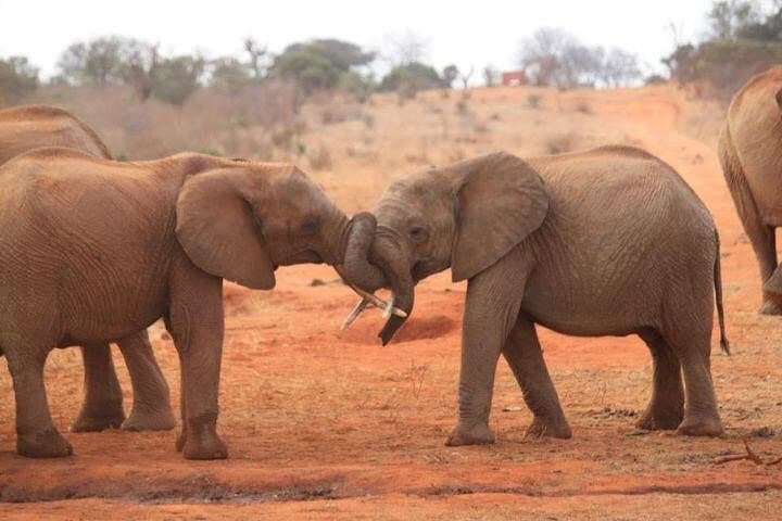 Private Full-Day Safari Tour Amboseli National Park with Lunch
