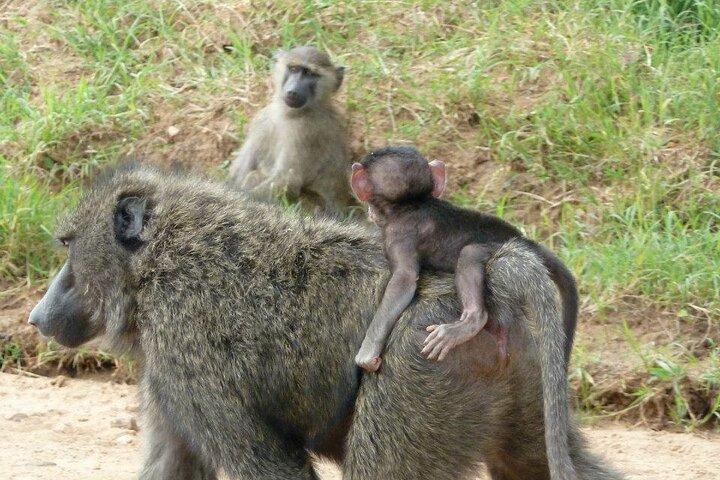 Half-Day Nairobi National Park Tour from Nairobi
