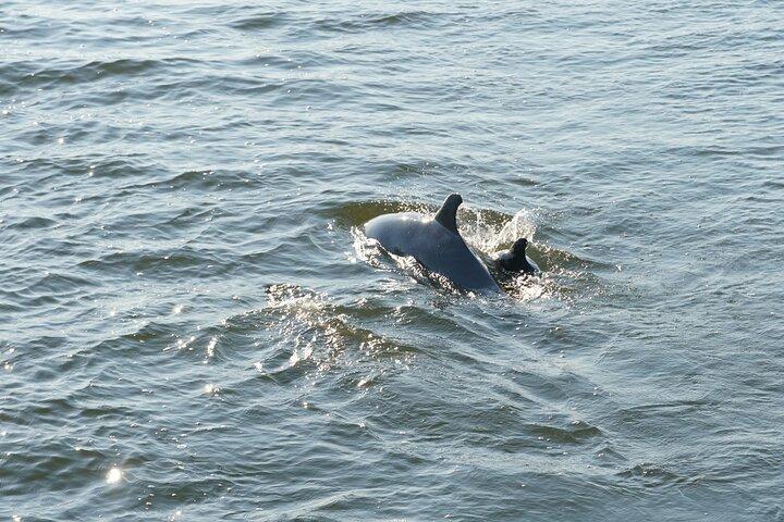 Orange Beach Dolphin Sailing Cruise aboard Catamaran