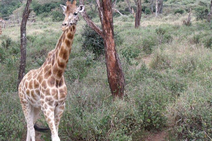 Day Tour Giraffe Center, Karen blixen and Lunch at Carnivore