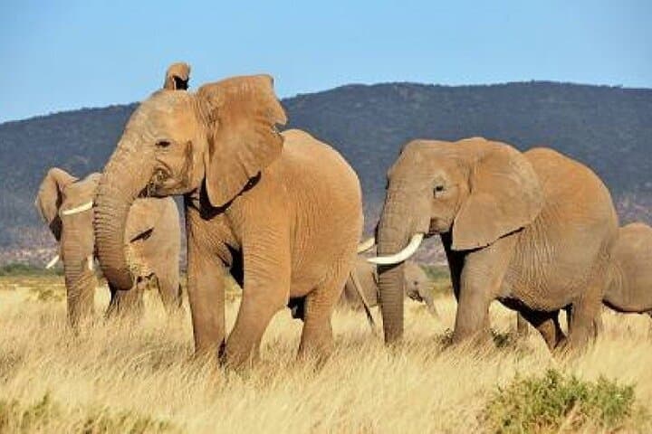 4 Day Masai Mara - Naivasha Safari