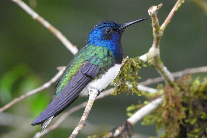 Full-Day Mindo Cloud Forest Tour Birdwatching Waterfalls and Hike
