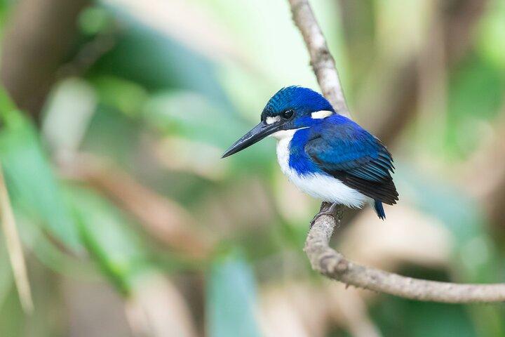 Daintree River 'Sunset' Cruise with the Daintree Boatman