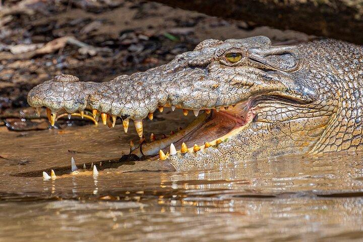 Daintree River 'Sunset' Cruise with the Daintree Boatman