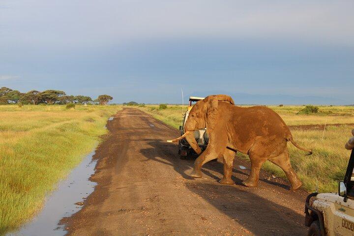 3 Days 2 Nights Private Amboseli Safari