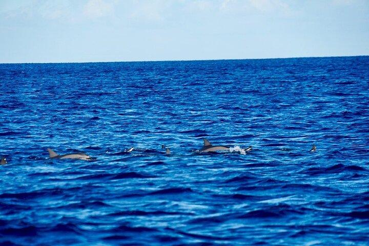 Dolphins Encounter and Whale Watching