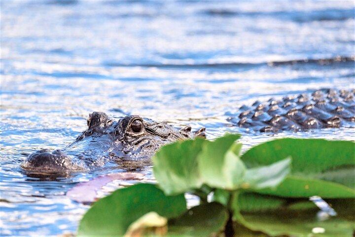 Everglades Holiday Park Airboat Tours & Rides