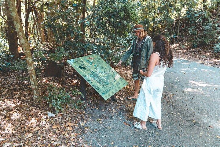 Springbrook andTamborine Rainforest Tour Incl Natural Bridge and Glow Worm Cave