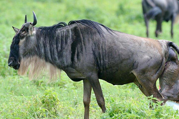 Private 6-Day Great Migration Ndutu Serengeti Safari Tour