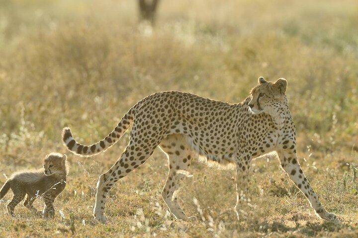 Private 6-Day Great Migration Ndutu Serengeti Safari Tour