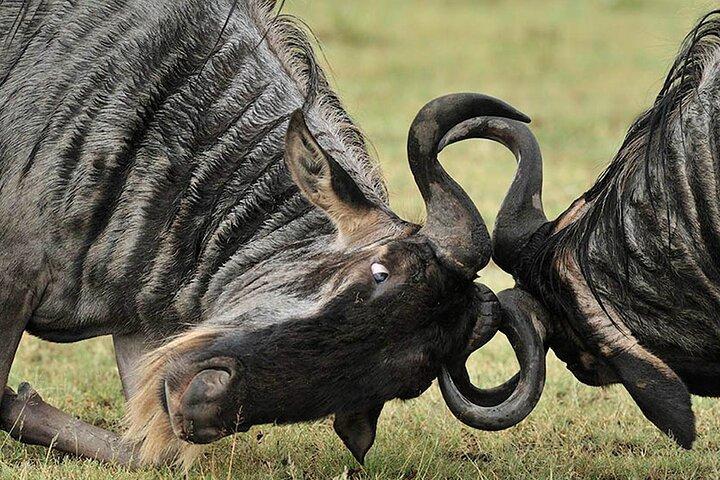Private 6-Day Great Migration Ndutu Serengeti Safari Tour