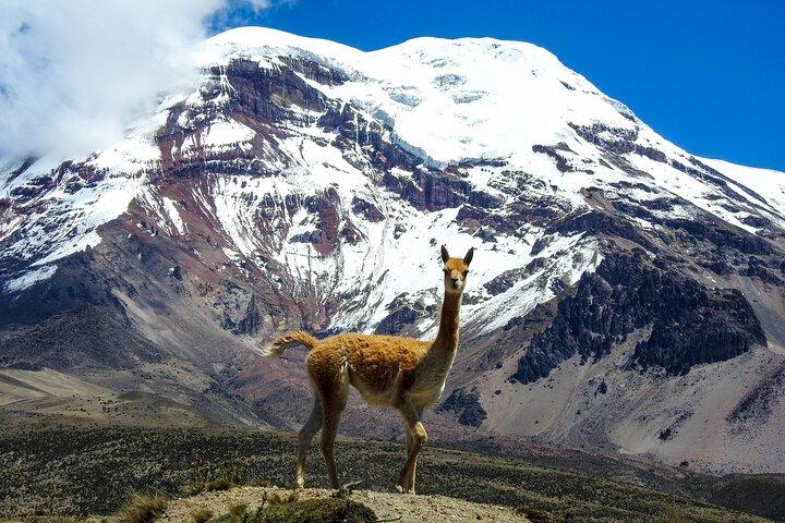 4 or 5 Day Quito to Cuenca and Cotopaxi,Quilotoa,Baños,Chimborazo