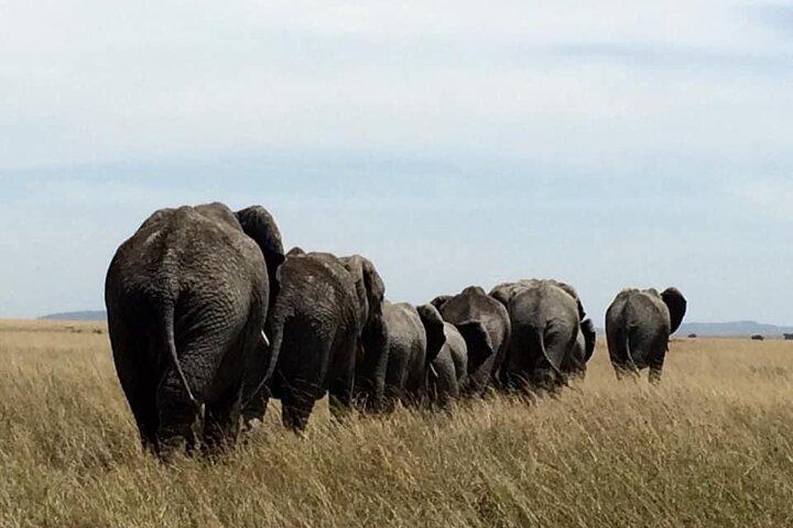 8 Days Luxury Serena Safari