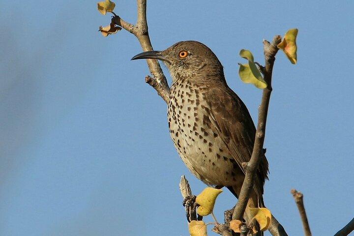 Birding San Jose Estuary Los Cabos Mexico