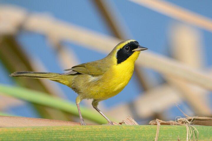 Birding San Jose Estuary Los Cabos Mexico