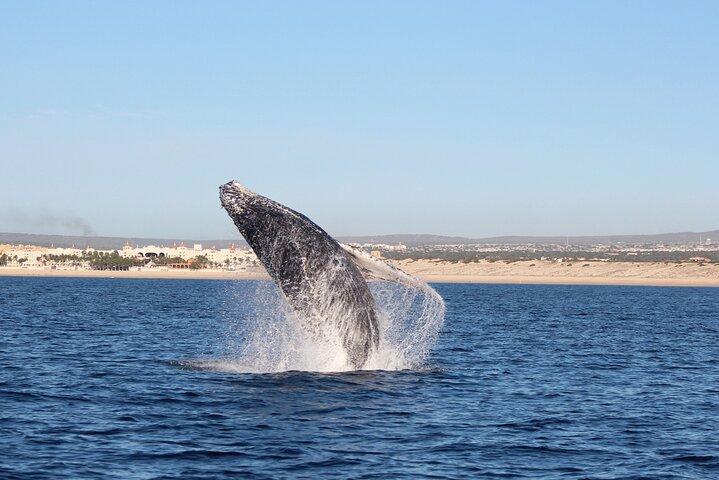 Whale Watching in Cabo San Lucas: Sightseeing Cruise and Shopping