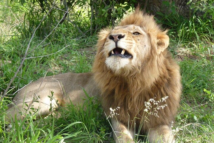 Kruger National Park Full-Day Safari from Hazyview