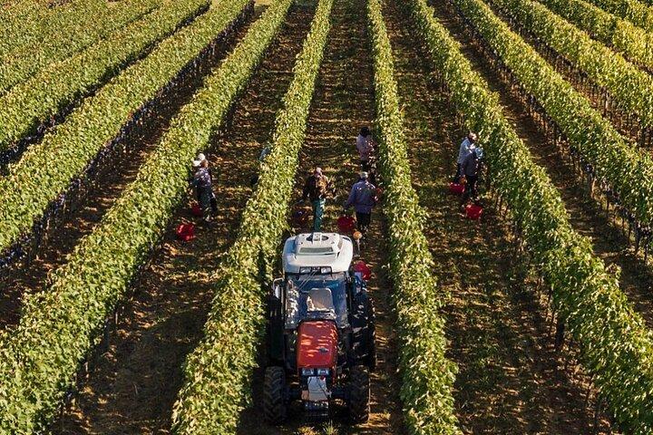 PRIVATE Full-Day Brunello Wine with lunch from Florence