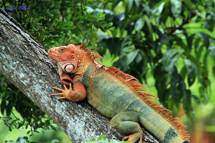 Manuel Antonio National Park guided tour