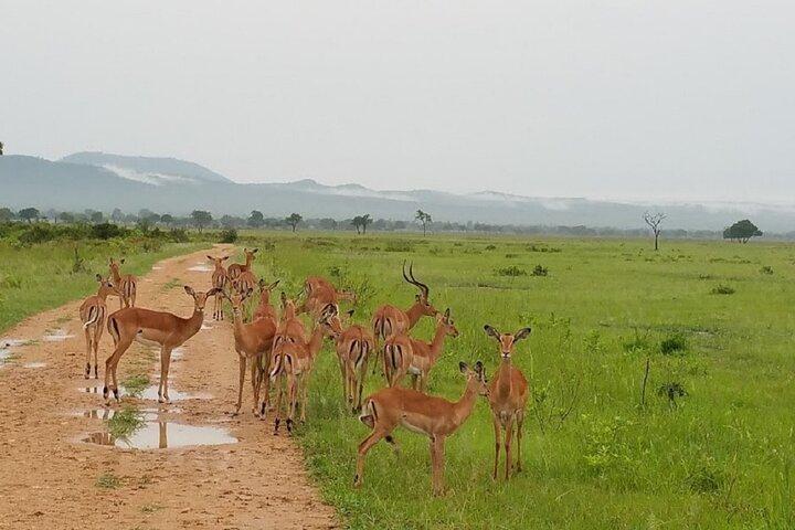 Short Safari from Dar es Salaam to Mikumi National Park - 2 Days