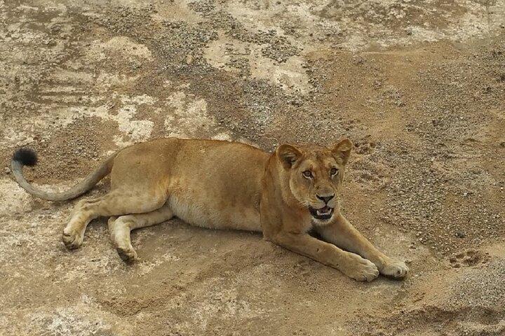 Short Safari from Dar es Salaam to Mikumi National Park - 2 Days