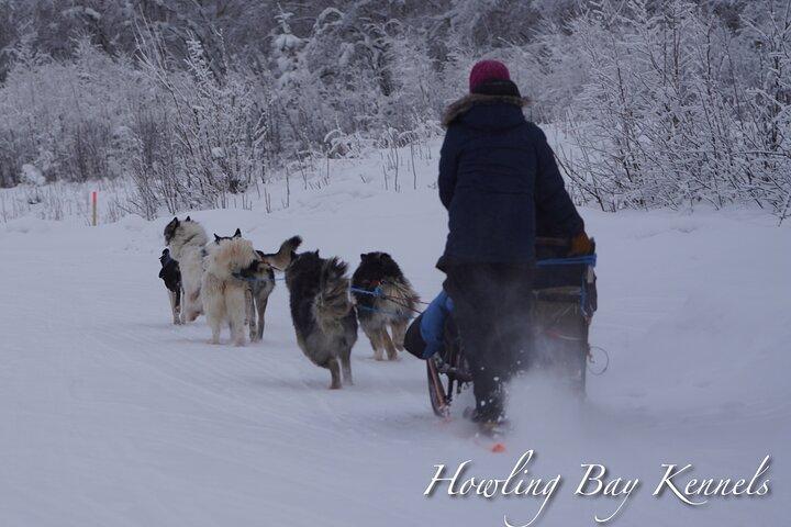 Dogsled Adventure in Fairbanks with Homestead tour