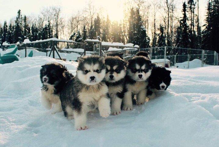 Dogsled Adventure in Fairbanks with Homestead tour
