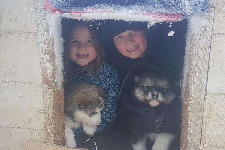 Dogsled Adventure in Fairbanks with Homestead tour