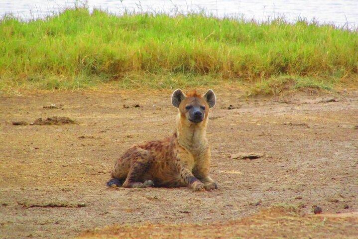 3 Days Safari to Tsavo West NP and Amboseli NP - Midrange.