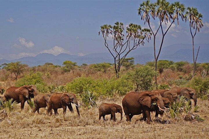 3 day Meru National Park Safari