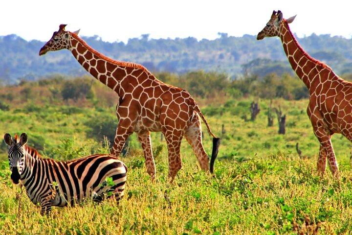 3 day Meru National Park Safari