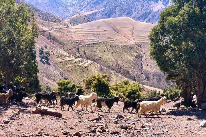 Atlas Mountains imlil Valley Guided Tour from Marrakech