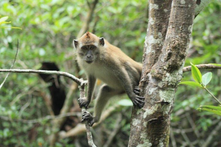 JungleWalla Langkawi UNESCO Geopark Mangrove Cruise