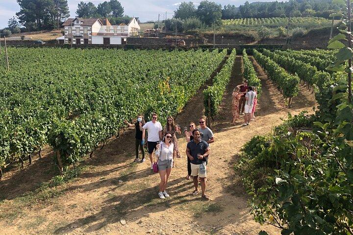 Douro Valley Premium Small-Group Tour: Wine, Lunch & Cruise