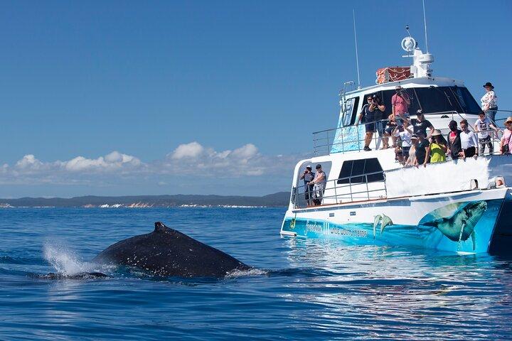 Freedom Whale Watch Cruise - Hervey Bay