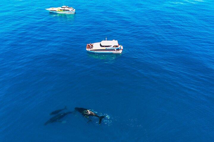 2 Hour Whale-Watching Cruise from Hillarys Boat Harbour